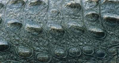 Piele de crocodil